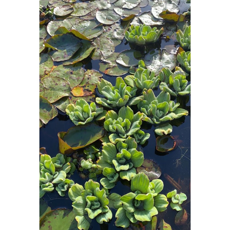 BUY 2 GET 1 *6 Water Lettuce* Live Floating Pond