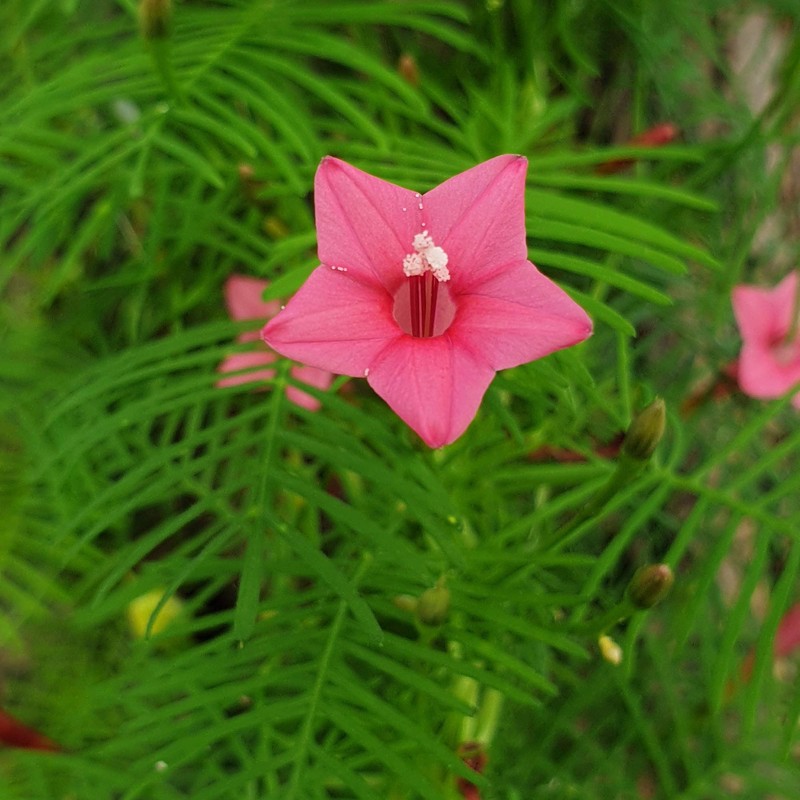 Outsidepride Cypress Vine Rose - 100 Seeds