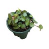Live Succulents Plants Peperomia Ruby Cascade (3" Pot)