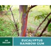 Southern Seeds Eucalyptus, Rainbow Gum Tree seeds (Eucalyptus deglupta)