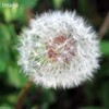 Dandelion Seeds (1 Bag), Herbs, Cultivation, Home Vegetables, Seeds
