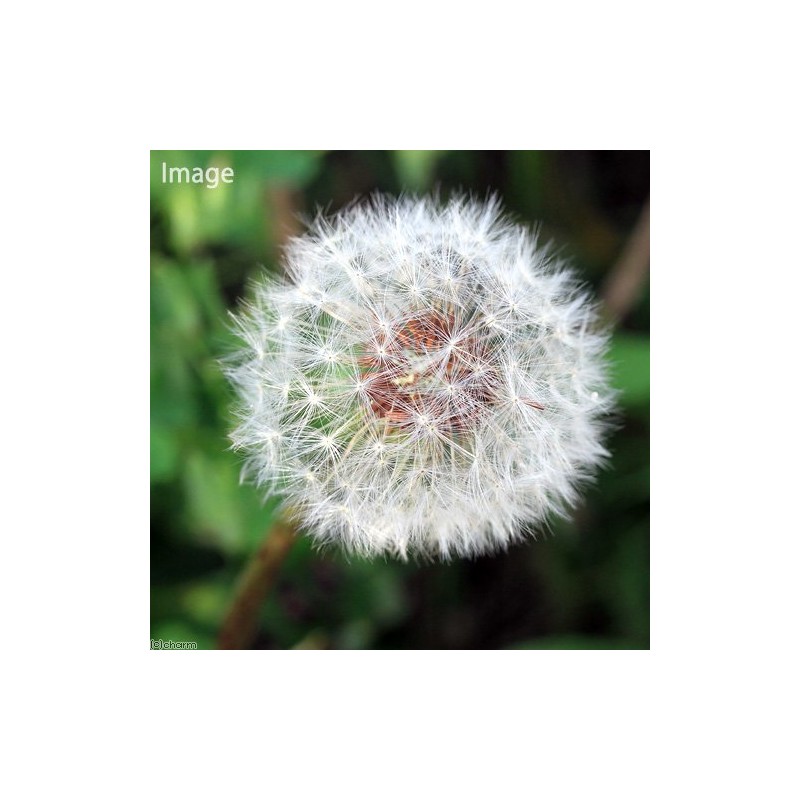 Dandelion Seeds (1 Bag), Herbs, Cultivation, Home Vegetables, Seeds
