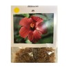 HAWAIIAN YELLOW HIBISCUS PLANT CUTTING ~ GROW HAWAII