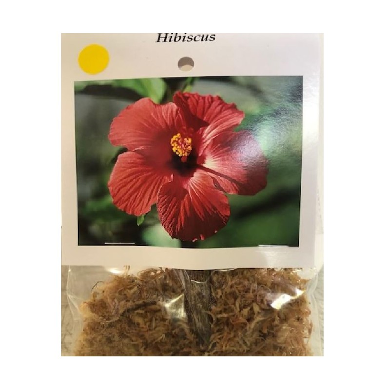 HAWAIIAN YELLOW HIBISCUS PLANT CUTTING ~ GROW HAWAII