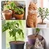 alblinsy 6 Pcs Plant Pot Grid Soil Protector Covers, 11.8"