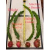 Cactus Best Dragon Fruit Cuttings 24-36”, each huge cutting and