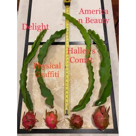 Cactus Best Dragon Fruit Cuttings 24-36”, each huge cutting and grow up to 3lbs fruit.