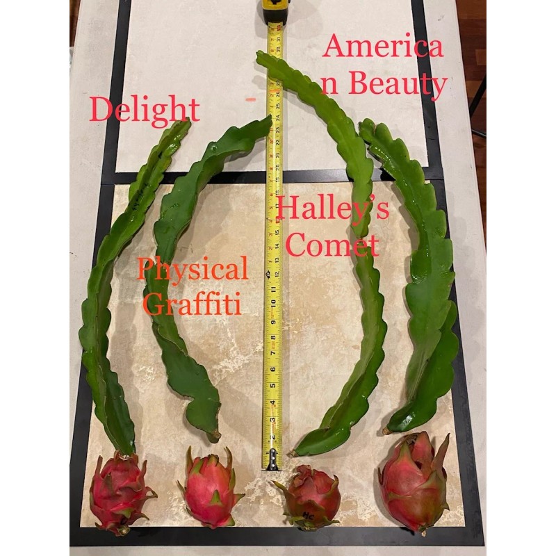 Cactus Best Dragon Fruit Cuttings 24-36”, each huge cutting and