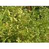 NIKA SEEDS - Seeds Herb Coriander Heirloom - 500 Seeds