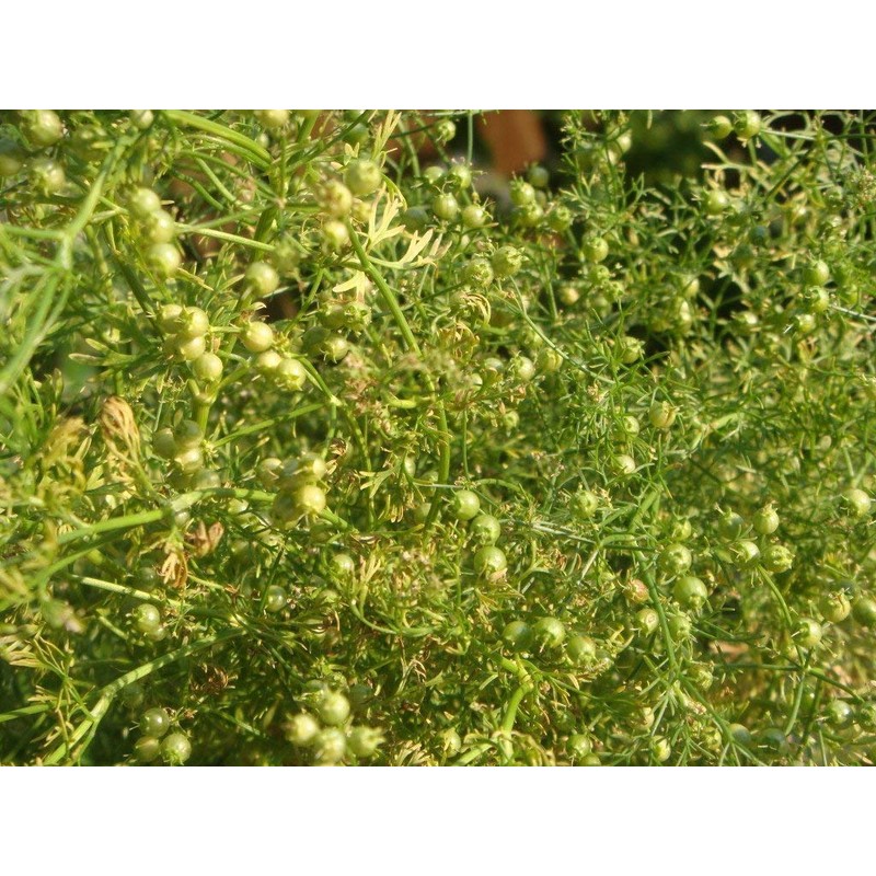 NIKA SEEDS - Seeds Herb Coriander Heirloom - 500 Seeds