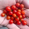 Spoon World's Tiniest Cherry Tomato Premium Seeds for Planting