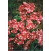 Toadstool Seeds 5 Red Pygmy Dogwood Seeds Tree Flowering Hardy