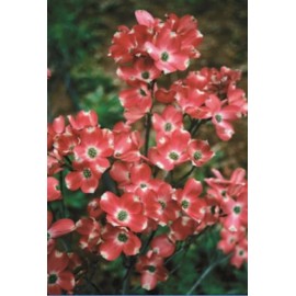 Toadstool Seeds 5 Red Pygmy Dogwood Seeds Tree Flowering Hardy Fall Color Flower Flowering 161