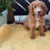 Babyfell, Baby Lammfell LANABEST. Premium Qualität. Superweich, schadstoffarm, waschbar. Echtes