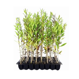 Dahoon Holly Tree | 3 Live Plants | Ilex Cassine | Beautiful Red Berries | Screening Hedge Privacy Foliage