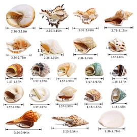 21PCS Hermit Crab Shells Large Medium Small | Sea Conch Size 1.2" - 3.9", Opening Size 0.5" - 2" | Growth Turbo Seashells for Natural Hermit Crab Supplies