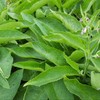 Frontier Co-op Dried Comfrey Leaf, 1lb Bulk Bag, Cut &
