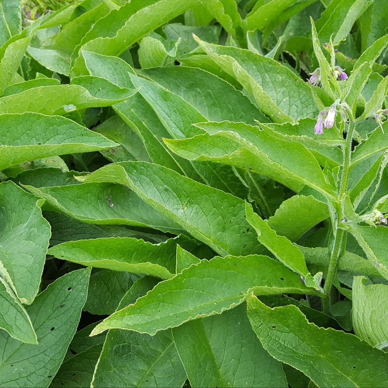 Frontier Co-op Dried Comfrey Leaf, 1lb Bulk Bag, Cut &