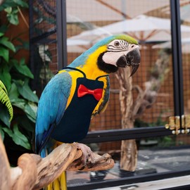 XQIGI Bird Diaper Washable Reusable Parrot Flight Suit Nappies Protective Breathable Parrot Nappy Clothes for Parakeet, Macaw, Budgie, Canary, Cockatiel (Black, Large)