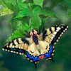 lilizzhoumax Swallowtail Butterfly Plush Toy Stuffed Animal Realistic Swallowtail Butterfly