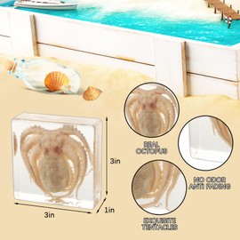 Real Taxidermy Octopus Animal Specimen in Resin for Science Classroom Science Education