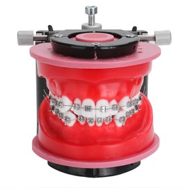 Modelo De Tipodontas Ortodónticas - Modelo De Práctica De Dientes De Terraplén De Cera De Encías, Moldes De Reposicionamiento De Ortodoncia Para Enseñanza Y Estudio
