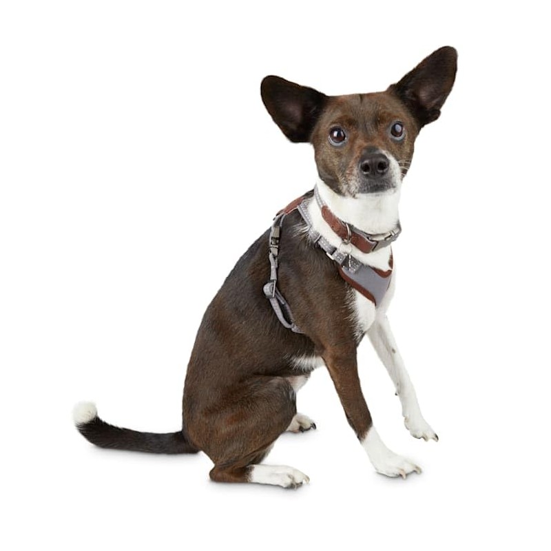 Reddy Grey Cotton Canvas Dog Harness, X-Small