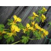 KIRA SEEDS - Seeds Canarybird Canary Creeper Nasturtium - Annual
