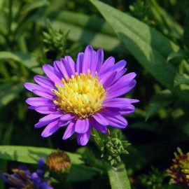 500+New England Aster Seeds Purple Perennial Native Wildflower USA