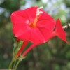 TomorrowSeeds Scarlet Morning Glory Seeds | Red Ipomoea For Planting