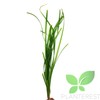 Planterest – Cyperus helferi Tall Bundle Stems Live Aquarium Plant