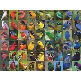New York Puzzle Company - Cornell Lab Rainbow of Birds - 1000 Piece Jigsaw Puzzle