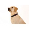ComfortFlex Premium Padded Martingale Dog Collar – Reflective Waterproof Slip-On