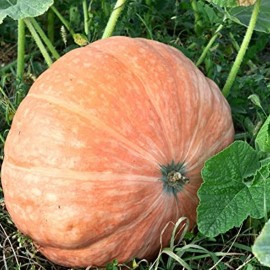 MySeeds.Co Dill's Atlantic Giant Pumpkin (Cucurbita Maxima) Vegetable Seeds, Grows Massive - Trial Packet Size (~ 10 Seeds)