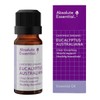 Absolute Essential Eucalyptus Australiana Essential Oil, 10ml
