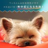 Cool Ring, Cool, Dog, Cool, Neck Cooler, Lightweight, Cooling Belt,
