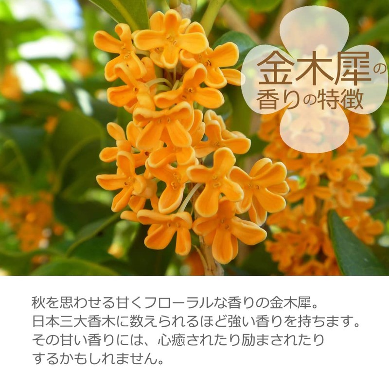 Shinpei Incense Osmanthus Incense, 1.8 oz (50 g) (Approx. 115