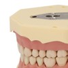 Dental Teaching Model Soft Gum 32 Teeth Dental Demonstration Teeth