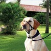 Voarge Dog Muzzle, Dog Head Collar with Safety Strap, Head