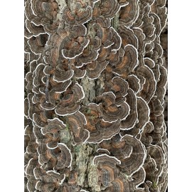 Harder Mushrooms Complete Wellness Mushroom Extract Powder Lions, Turkey Tail Cordyceps Reishi