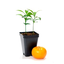 Gerald Winters and Son Satsuma Mandarin Tree - Pot of 2 Starter Plants. Citrus unshiu. 3'' - 5'', Orange