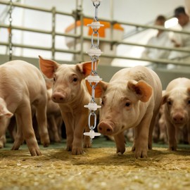 BravelyZen Pig Toy - Toys for Pigs - Stress and Boredom Relief - Pig Chew Toy Chain for Enhancing Behavior - Piglets Accessories - Farm and Domestic Use - Enjoyment and Fun