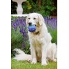 Petface Latex Blackberry Soft Chew Dog Toy, Small