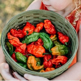 Ghost (Bhut Jolokia) Chile Pepper - 10 Seeds - Heirloom & Open-Pollinated Variety, Super-hot Chili Peppers, Non-GMO Vegetable Seeds for Planting Outdoors in The Home Garden, Thresh Seed Company