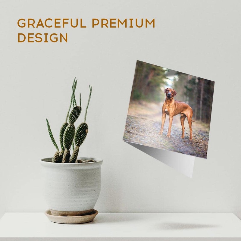 1 x Greeting Card Rhodesian Ridgeback Dog - Blank Birthday