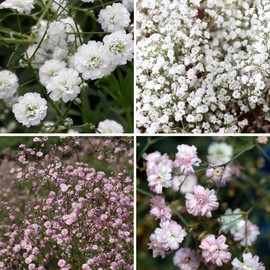 1000+ Mixed Baby's Breath Flower Seeds Annual Baby's Breath Flower Perennial Cut Flowers Non-GMO Gypsophila Paniculata Garden Outdoor