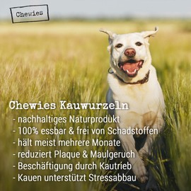 Chewies Kauwurzel für Hunde aus Baumheide Wurzel - 100 % natürliches Hunde-Spielzeug risikoarm & langlebig: Für Hunde bis 10 kg Körpergewicht, S (1er Pack)