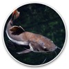 2 x 30cmVinyl Stickers - Redtail Catfish Fish Fishing Pond