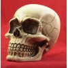 BawdyPartz m10-1.5 Large Skull Gear Shift Knob Hot Rat Street