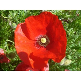 50,000 Flanders Red Corn Poppy Seeds 7 Grams Non GMO Heirloom USA Harvested pollinator bee Butterfly American Legion Poppy. Ornamental Poppy